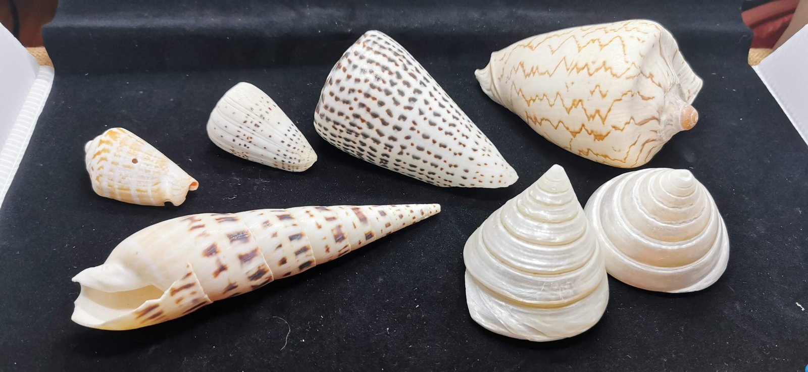 Sea Shell Decor 貝殼裝飾