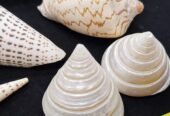 Sea Shell Decor 貝殼裝飾