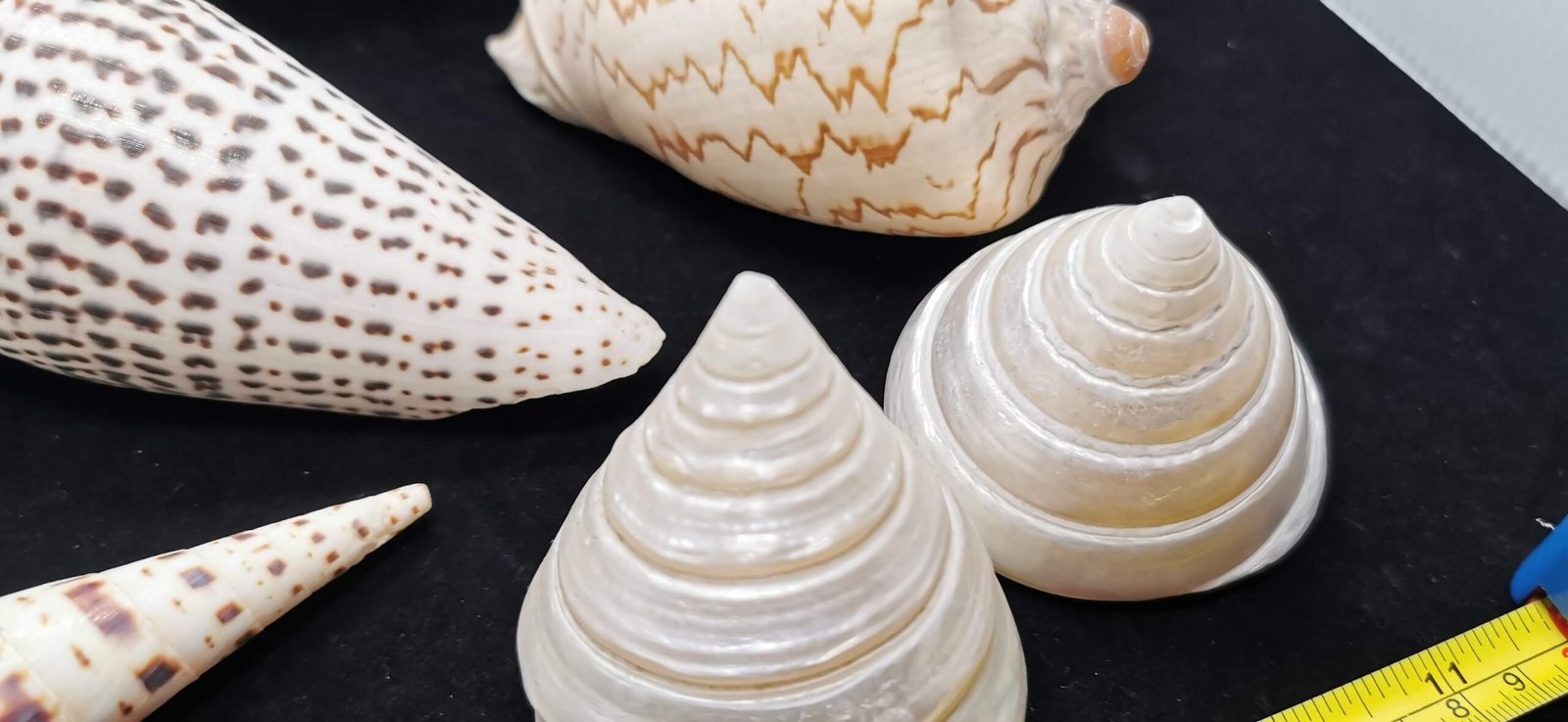 Sea Shell Decor 貝殼裝飾