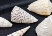 Sea Shell Decor 貝殼裝飾