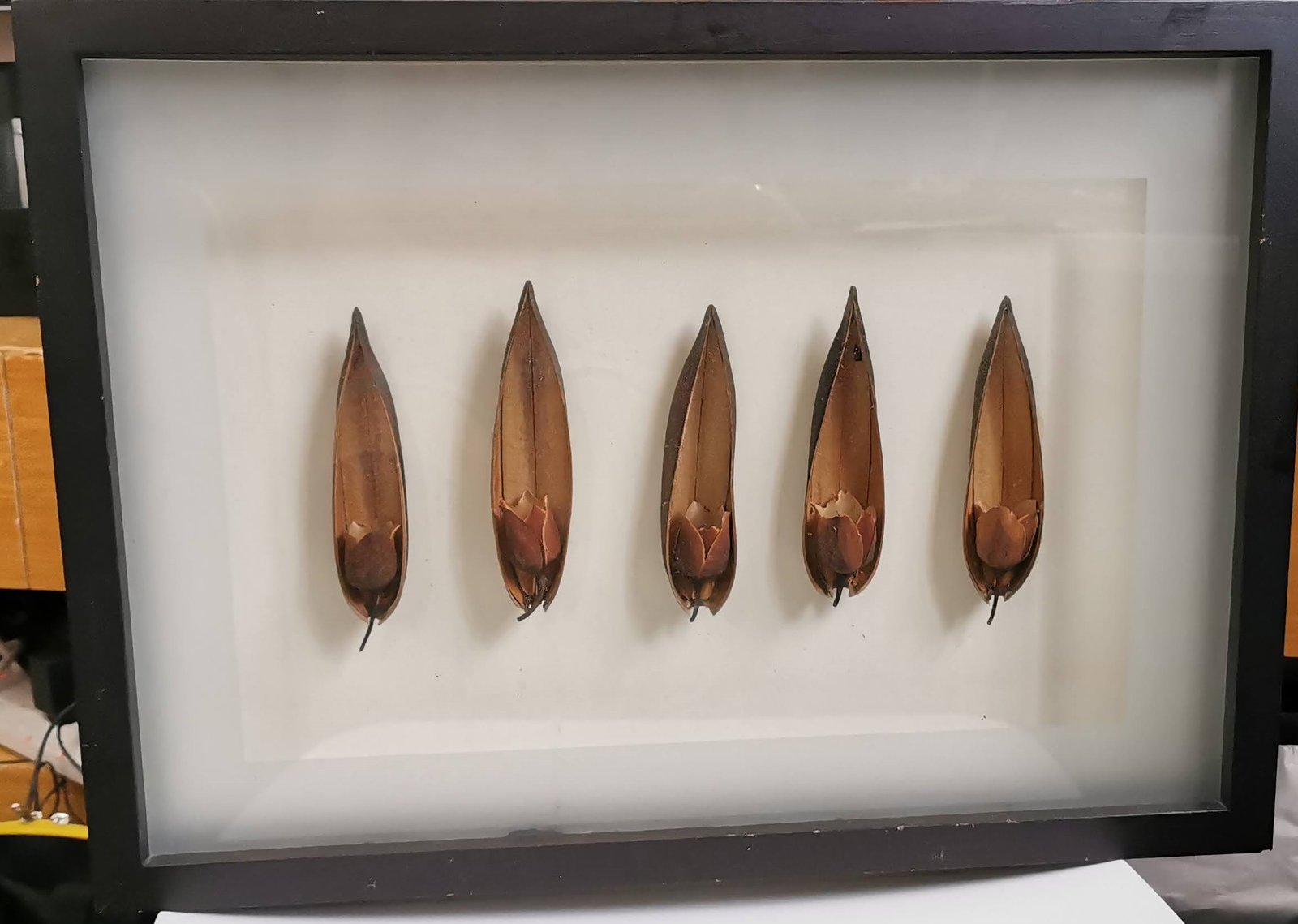 Black frame Dry Leaf Wall Art